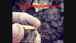 کشف سکه فرید باقری