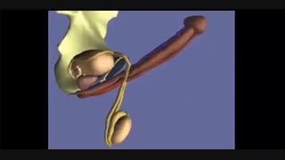 روش علمی دکتر هندریکس برای افزایش سایز آلت تناسلی