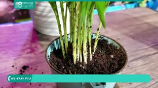 آموزش پرورش گلهای تزیینی در آپارتمان