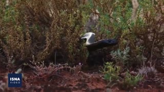 امکان نمونه‌گیری زهر مار و قند خون، بدون خطر و تهاجم