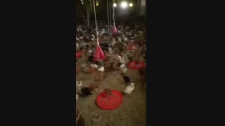 جوجه 2 ماهه گلپایگانی