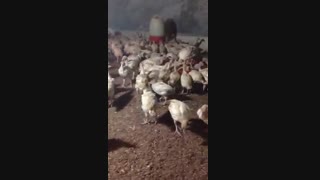 فروش جوجه بوقلمون