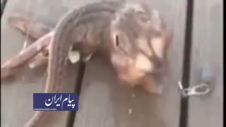 جانور عجیبی که یک ماهیگیر ان را صید کرد!