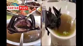 از شایعه تا واقعیت سوپ خفاش و ویروس کرونا