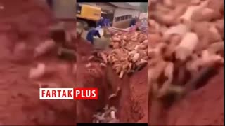 زنده سوزاندن خوک‌ها در چین برای مقابله با تب خوکی آفریقایی