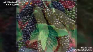 نهالستان سلیمی در میاندوآب آر اف فرکشنال