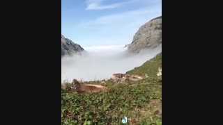 جاذبه های گردشگری ، بلیطش با فلاوینگو