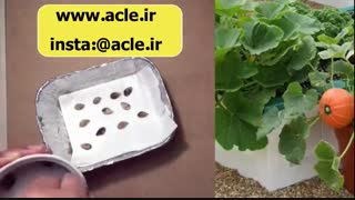 به راحتی سبزه بکارید