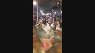 فروش جوجه تخمگذار بومی محلی
