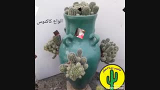 انواع کاکتوس