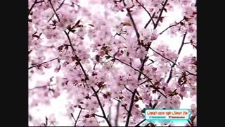 نماهنگ آذربایجان بایاتی لاری قسمت یازدهم