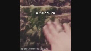 فرید باقری - توضیح  درباره علائم باستان شناسی در جنگل مازندران