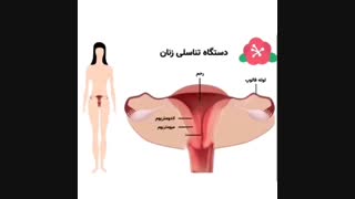 دستگاه تناسلی بانوان