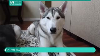 اجتماعی کردن سگ هاسکی