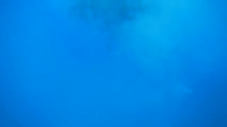 جراح‌ماهی قهوه‌ای(Brown surgeonfish) در حال تخمریزی