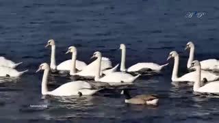 روز عشق مبارک/روز ولنتاین مبارک/موسسه اجاره دوربین