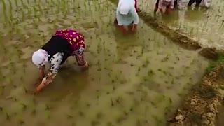 دکتر فخرالدین سیفی کاندید یازدهمین دوره انتخابات مجلس شورای اسلامی