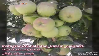 نهالستان کاظم نورائی در شبستر لیزر فرکشنال