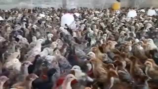 جوجه بومی گلپایگانی