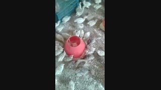 فروش جوجه تخمگذار بومی محلی با نژادهای مختلف