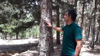 اگر یک درخت عصبانی شود
