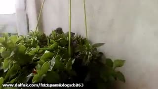 فیلمبردار-حسام الدین شفیعیان