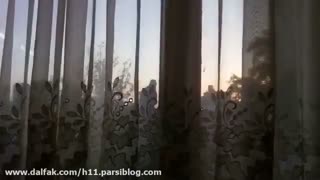 فیلمبردار-حسام الدین شفیعیان-پرندگان-شاهین