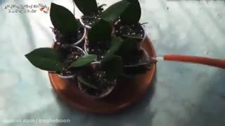 گل گیاه ارکیده در رشت