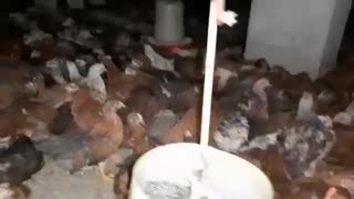 مرغ گلپایگانی