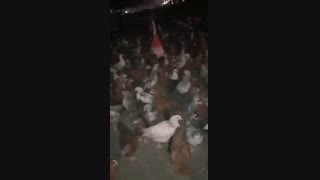 فروش جوجه گلپایگان 800 گرمی