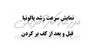 کف بر کردن پالونیا و رشد آن 09915131382 بازار کشاورزی آنلاین مزرعه کارآفرینی