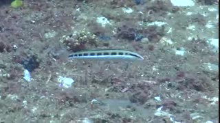 ماهی بلنی نیزه‌ای (Lance blenny)