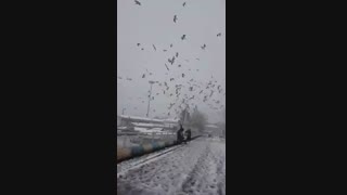 غذا دادن به پرنده دریایی ساحل انزلی
