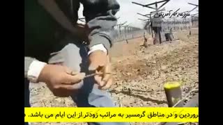 پیوند اسکنه ای انگور چیست؟ - بازار کشاورزی آنلاین مزرعه کارآفرینی