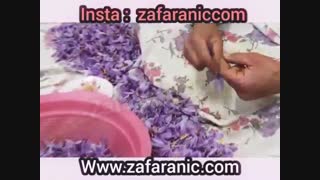 ریشه زعفران و طریقه جدا کردن و پاک کردن زعفران - زعفرانیک