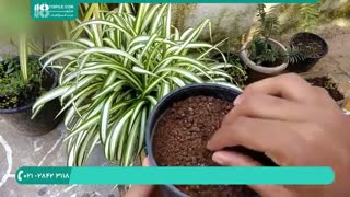 آموزش پرورش گل و گیاه آپارتمانی - روش های انتشار گیاه گندمی