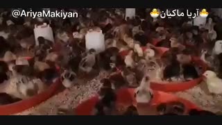 فروش ویژه جوجه یکروزه مرغ بومی . آریا ماکیان