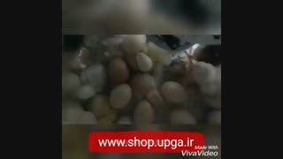 دستگاه جوجه کشی