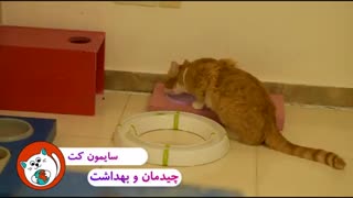 نظافت پانسیون گربه