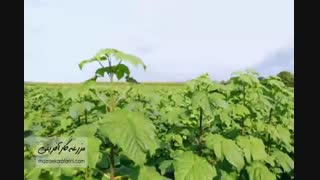 تولید نهال و چوب  پالونیا | خرید نهال 09915131382 | مشاوره رایگان - بازار کشاورزی آنلاین مزرعه کارآفرینی