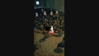 فروش تخصصی بوقلمون09129597807