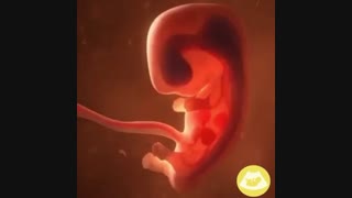 فیلمی ازلحظه لقاح تا به دنیا آمدن نوزاد