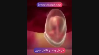 فیلم مراحل رشد و تکامل جنین