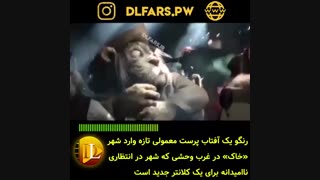 انیمیشن Rango