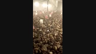 فروش انواع  بلدرچین( نر و ماده )