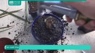 پرورش گل و گیاه آپارتمانی - روش تکثیر گیاه اژدها