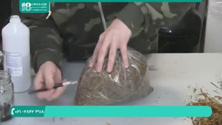 اصول پرورش قارچ  در خانه-تولید قارچ  صدفی