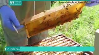 دوره جامع آموزش زنبورداری و پرورش ملکه