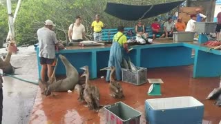 بازار ماهی ایسلند که بجای گربه و سگ  فُک و پلیکان داره