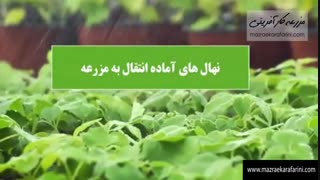 پالونیا از بذر تا چوب - تهیه نهال 09915131382 - بازار کشاورزی آنلاین مزرعه کارآفرینی